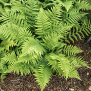 Hardy Fern Dryopteris marginalis